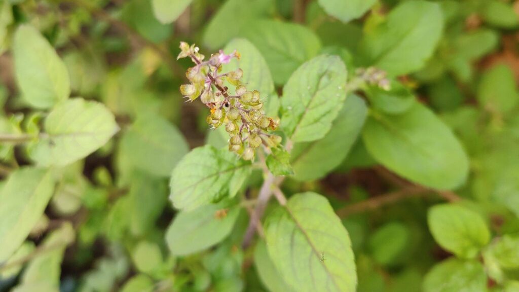 Tulsi Plant Care Tips: भीषण गर्मी में भी तुलसी रहेगी हरी-भरी, बस कर लें ये छोटा सा काम