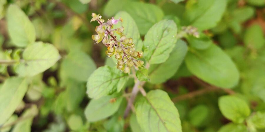 Tulsi Plant Care Tips: भीषण गर्मी में भी तुलसी रहेगी हरी-भरी, बस कर लें ये छोटा सा काम